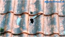lekkage door gescheurde dakpan