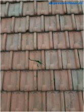 lekkage door gescheurde dakpan