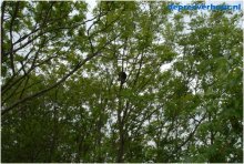 Op eenzame hoogte