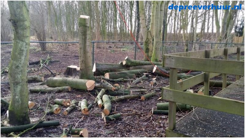 Bomen rooien Stelleplas