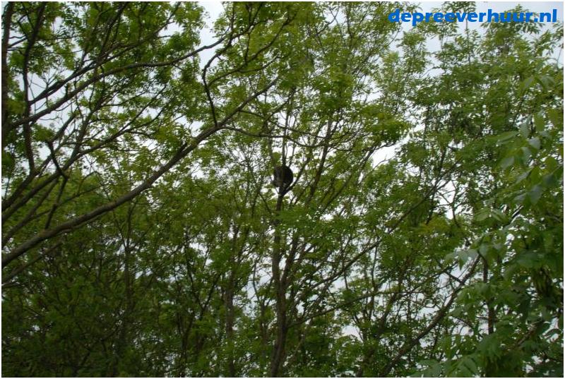 Kat uit de boom met hoogwerker