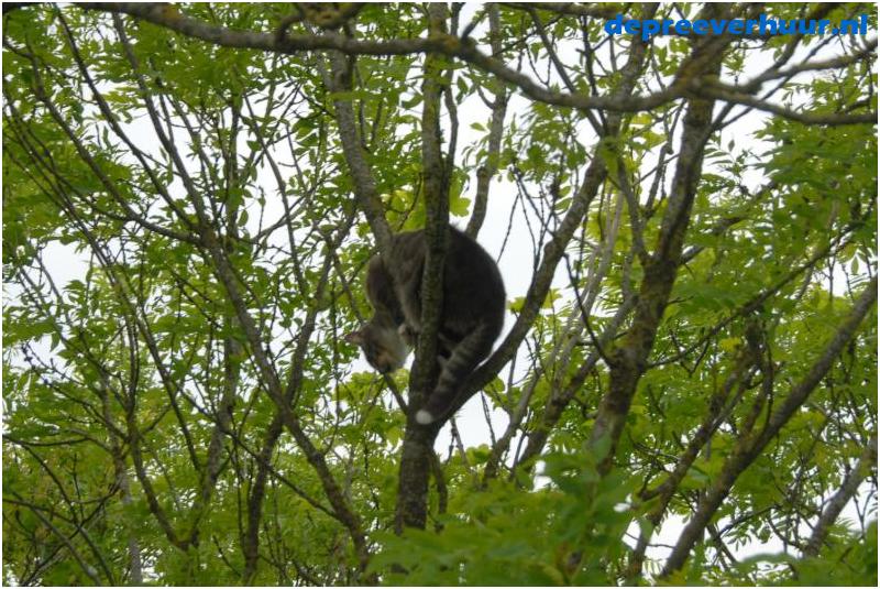 Kat uit de boom met hoogwerker