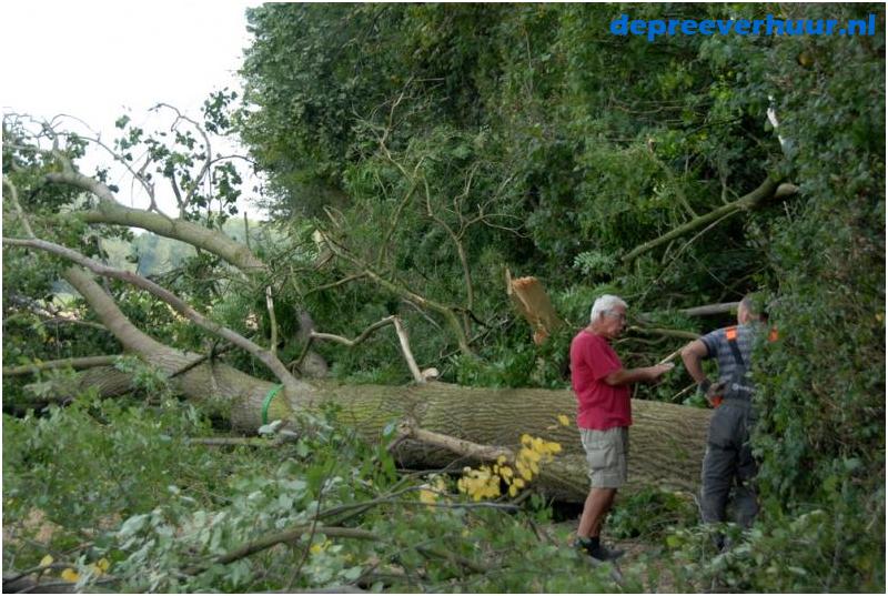 Bomen rooien Zeeland