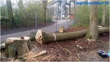 Boomstam kappen