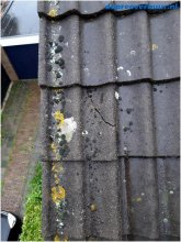 Lekkage door gescheurde dakpan