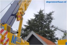 Boom rooien Colijnsplaat