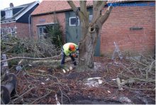 Bomen rooien in Geersdijk