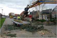 Bomen rooien in Geersdijk